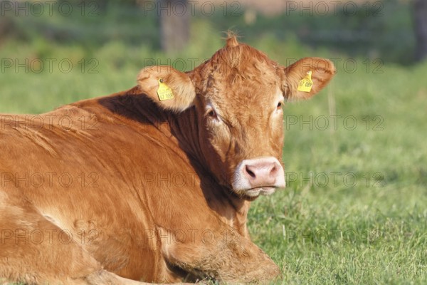 Cow (Bos primigenius taurus), ruminating in a meadow, animal portrait, Wilnsdorf, North Rhine-Westphalia, Germany
