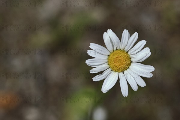 Daisy (Leucanthemum vulgare), flower in a meadow, close-up, macro, Wilnsdorf, North Rhine. Westphalia, Germany