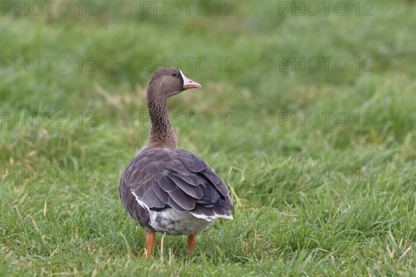 White-fronted goose (Anser albifrons), standing in a meadow in the wintering area, wildlife, Bislicher Insel nature reserve, Xanten, Lower Rhine, North Rhine-Westphalia, Germany