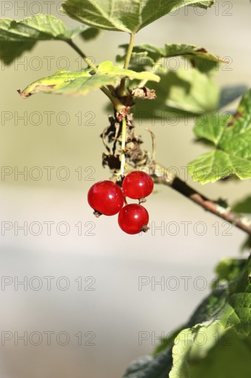 Redcurrant (Ribes rubrum), ripe berries on a bush in a garden, Wilnsdorf, North Rhine-Westphalia, Germany