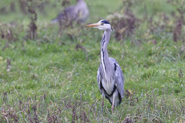 Grey heron (Ardea cinerea), standing in a meadow, Bieslicher Insel, Lower Rhine, North Rhine-Westphalia, Germany
