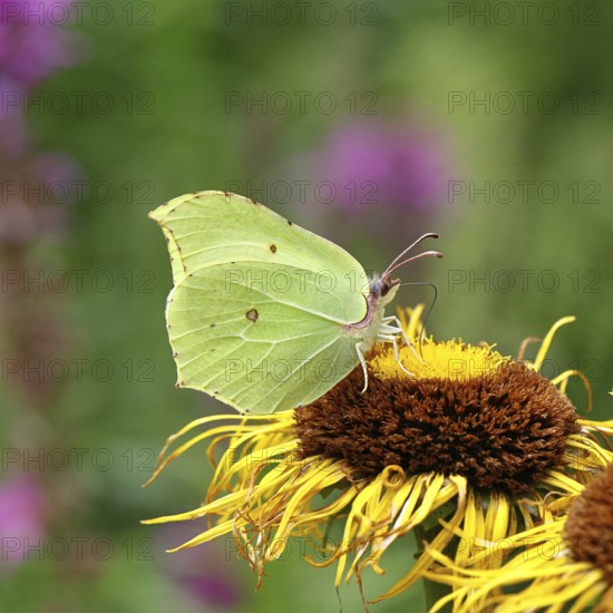 Lemon butterfly (Gonepteryx rhamny) on a yellow flower of a Great Telekie (Telekia speciosa), Wilnsdorf, North Rhine-Westphalia, Germany
