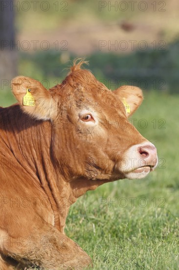 Cow (Bos primigenius taurus), ruminating in a meadow, animal portrait, Wilnsdorf, North Rhine-Westphalia, Germany