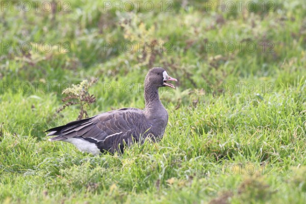 White-fronted goose (Anser albifrons), calling in the wintering area in a meadow, wildlife, Bislicher Insel nature reserve, Xanten, Lower Rhine, North Rhine-Westphalia, Germany
