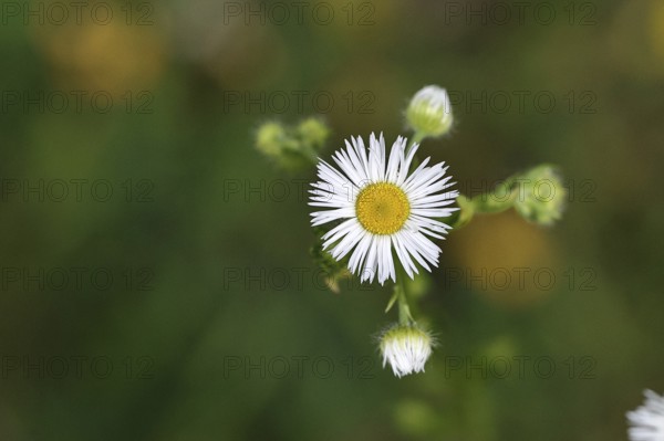 Annual ragweed (Erigeron annuus), by the wayside in a field, Wilnsdorf, North Rhine-Westphalia, Germany