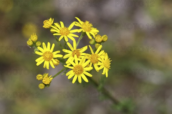 St James' ragwort (Senecio jacobaea), yellow flowers in a meadow, poisonous plant, toxic to humans and animals, Wilnsdorf, North Rhine-Westphalia, Germany
