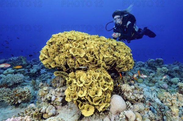 Diver looking at illuminated floats floats during underwater sports sport diving next to goblet coral (Turbinaria mesenterina) salad coral reef-forming hard coral stony coral, Red Sea, Red Sea, Sharm El Sheikh, Sinai Peninsula, ƒgypt