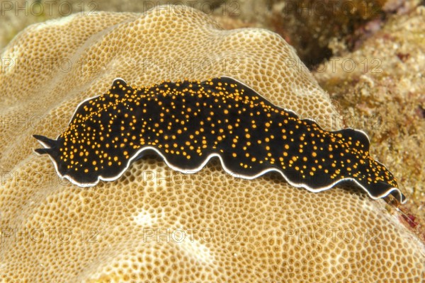 Golden-spotted flatworm (Thysanzoon nigropapilosus) Yellow-spotted whirlpool worm Golden-spotted marine whirlpool worm, Pacific Ocean, Yap Island, Yap State, Caroline Islands, FSM, Federated States of Micronesia, Australia