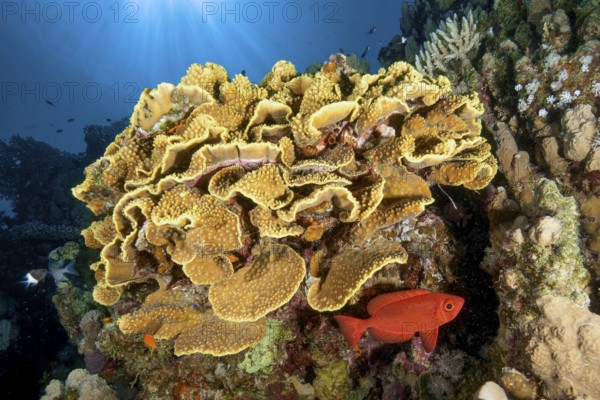Backlight image of coral block with yellow cup coral (Turbinaria mesenterina) stony corals hard corals reef-building corals in intact living coral reef, including bigeye perch (Priacanthus sagittarius) Red Sea, Soma Bay, Safaga, Egypt
