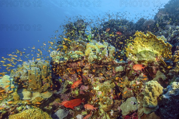 Fish-rich colourful vibrant coral reef of stony corals (Scleractinia) reef-building corals in front large shoal of jewel flag perch (Pseudanthias squamipinnis) jewel flag perch below bigeye perch (Priacanthus sagittarius) Red Sea, Egypt