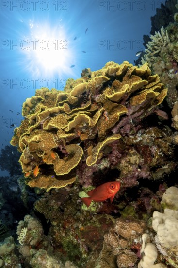 Backlight image of coral block with yellow cup coral (Turbinaria mesenterina) stony corals hard corals reef-building corals in intact living coral reef, including bigeye perch (Priacanthus sagittarius) Red Sea, Soma Bay, Safaga, Egypt