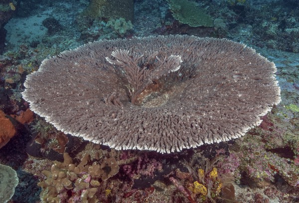 Round grown Hyacinth Table Coral View of round grown healthy intact Hyacinth Table Coral (Acropora hyacinthus) Hyacinth Table Coral, Pacific Ocean, Halmahera, Moluccas, Indonesia