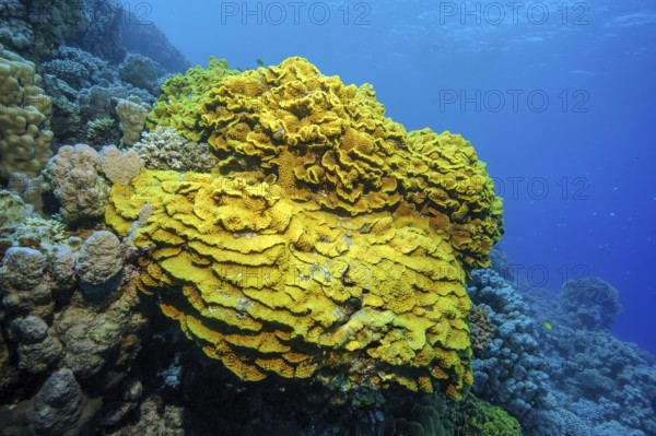Yellow cup coral (Turbinaria mesenterina) Stony corals Hard corals Reef-building corals in intact coral reef, Red Sea, Sinai, Egypt