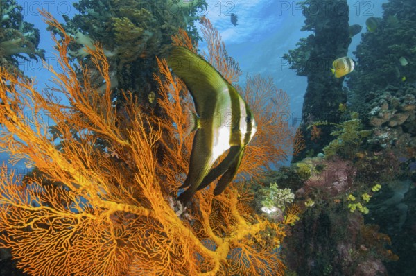 Young juvenile specimen of round-headed batfish (Platax orbicularis) juvenile swimming in front of fan coral (Annella mollis), Pacific Ocean, Bali, Indonesia