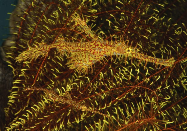 Pair of Harlequin Ghost Pipefish (Solenostomus paradoxus), Jewelled Ghost Pipefish, Indian Ocean, Thailand