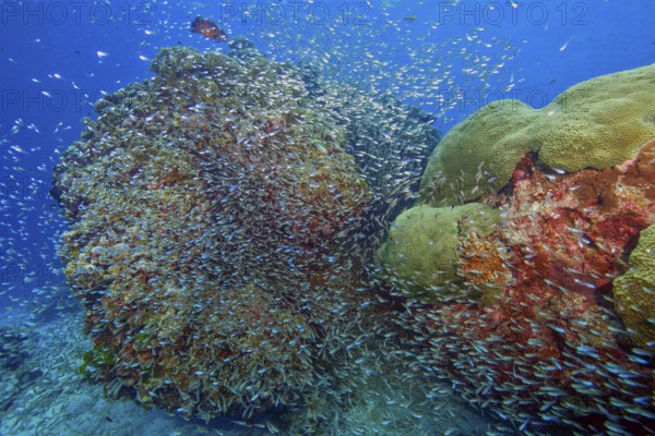 School of glassfish (Parapriacanthus guentheri) Pigmy Sweeper swimming around colourful coral block, Andamen Sea, Thailand