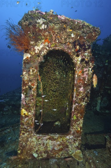 Pigmy sweeper (Parapriacanthus ransonneti) hiding in staircase of shipwreck, Indian Ocean, South Male Atoll, Maldives