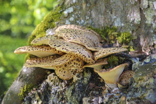 Dryad's saddle (Polyporus squamosus), tree fungus, concentrically arranged dark brown scales on light brown cap, fungus on tree bark, tree fungus, Honau, Swabian Alb, Baden-Württemberg, Germany