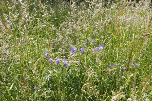 Meadow cranesbill (Geranium pratense), purple flowers, wildflower, grasses, nature, meadow, Swabian Alb, Baden-Württemberg, Germany