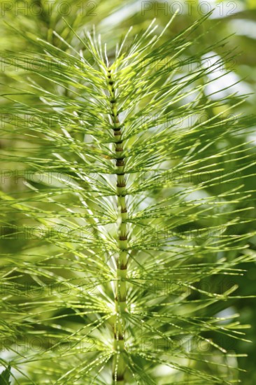 Horsetail (Equisetum), subgenus giant horsetail (Equisetum telmateia), green plants, nature, Swabian Alb, Baden-Württemberg, Germany