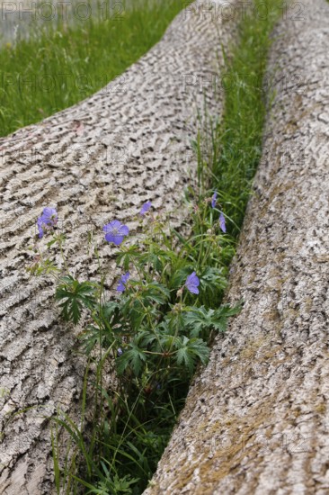 Meadow cranesbill (Geranium pratense), purple flowers, wildflower growing between tree trunks, bark, felled trees, grasses, nature, meadow, Swabian Alb, Baden-Württemberg, Germany