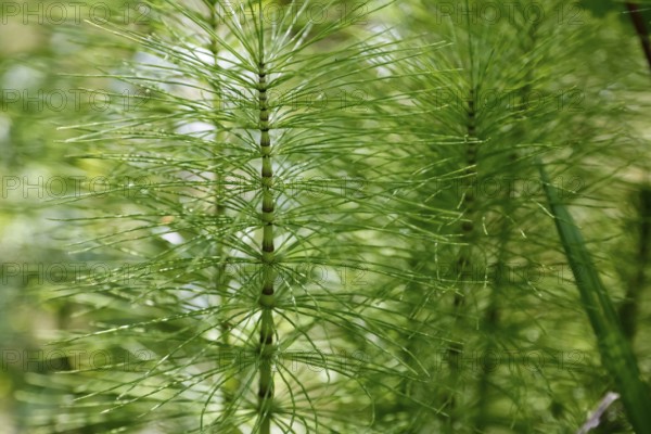 Horsetails (Equisetum), subgenus giant horsetail (Equisetum telmateia), green plants, nature, Swabian Alb, Baden-Württemberg, Germany