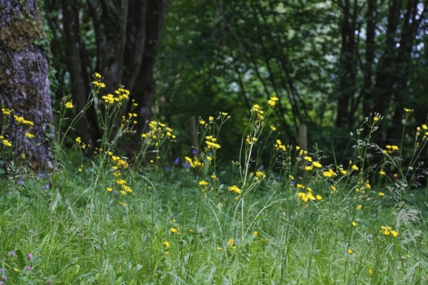 Meadow hogweed (Tragopogon pratensis), yellow flowers, wildflower, grasses, nature, meadow, Swabian Alb, Baden-Württemberg, Germany