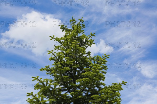 Fir (Abies), conifer, clouds, sky, Swabian Alb, Baden-Württemberg, Germany