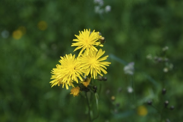 Meadow hogweed (Tragopogon pratensis), yellow flowers, wildflower, nature, meadow, Swabian Alb, Baden-Württemberg, Germany