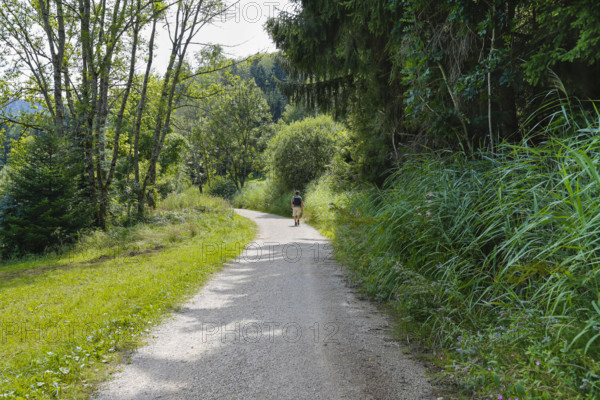 Hiking, man with rucksack, field path from Junginger Gieß, gravel path, trees, reeds, nature, Jungingen im Killertal, Zollernalb, Swabian Alb, Zollernalbkreis, Baden-Württemberg, Germany