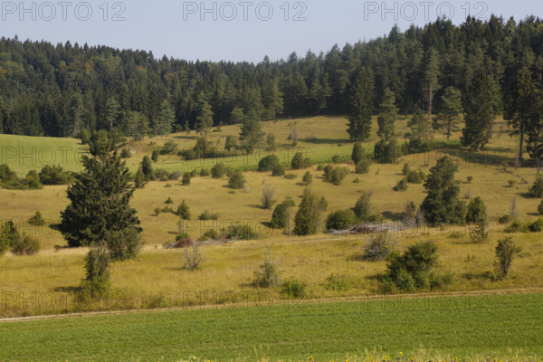Landscape, nature, trees, meadow, juniper heath, Digelfeld near Hayingen, Swabian Alb, Baden-Württemberg, Germany