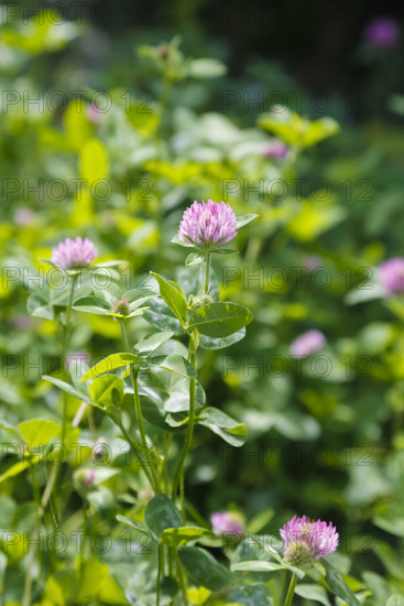 Clover (Trifolium), pink flowers, green leaves, wildflower, nature, meadow, Swabian Alb, Baden-Württemberg, Germany
