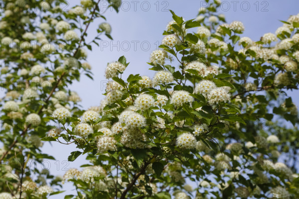Yellow bladder campion (Physocarpus opulifolius 'Darts Gold'), flowering shrub, white flower balls, green leaves, shrub, Swabian Alb, Baden-Württemberg, Germany