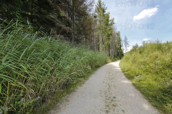Field path to Junginger Gieß, gravel path, trees, reeds, nature, Jungingen im Killertal, Zollernalb, Swabian Alb, Zollernalbkreis, Baden-Württemberg, Germany