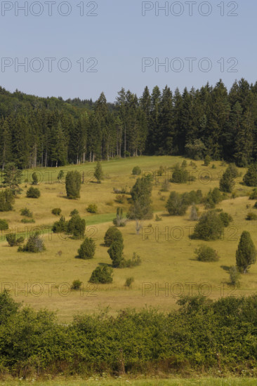 Landscape, nature, trees, meadow, juniper heath, Digelfeld near Hayingen, Swabian Alb, Baden-Württemberg, Germany
