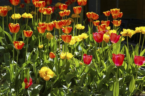 Tulips (Tulipa), red and yellow flowers, green leaves, garden, flowers, plants, bed, spring bloomers, Honau, Baden-Württemberg, Germany