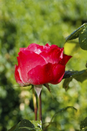 Rose (Rosa), cultivated rose, red blossom, green leaves, garden, flowers, plants, Reutlingen, Baden-Württemberg, Germany