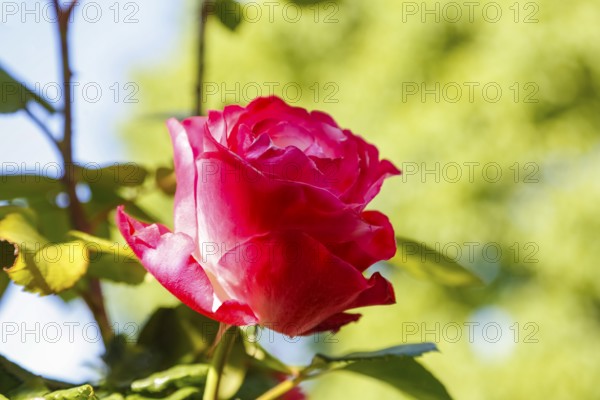 Rose (Rosa), cultivated rose, red blossom, green leaves, garden, flowers, plants, Reutlingen, Baden-Württemberg, Germany