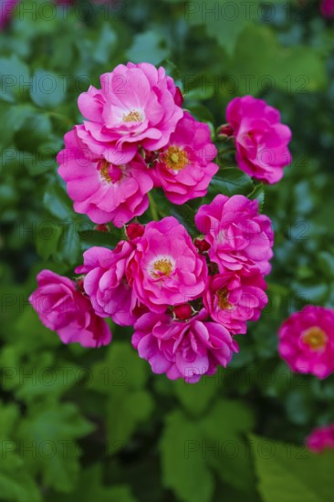 Roses (Rosa), shrub rose, bush rose, cultivated rose, pink flowers, green leaves, garden, flowers, plants, Reutlingen, Baden-Württemberg, Germany
