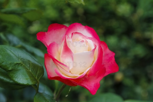 Rose (Rosa), cultivated rose, white and red blossom, green leaves, garden, flowers, plants, Reutlingen, Baden-Württemberg, Germany