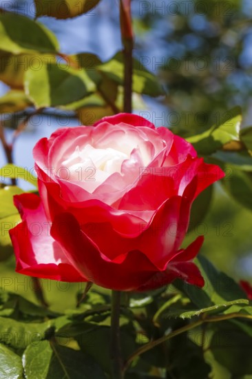 Rose (Rosa), cultivated rose, white and red blossom, green leaves, garden, flowers, plants, Reutlingen, Baden-Württemberg, Germany