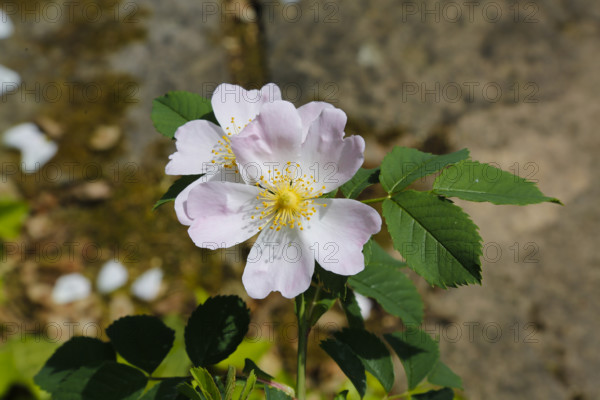 Dog rose (Rosa canina), dog rose, dog rose, heather rose, hag rose, blossoms, green leaves, garden, flowers, plants, spring bloomers, Reutlingen, Baden-Württemberg, Germany