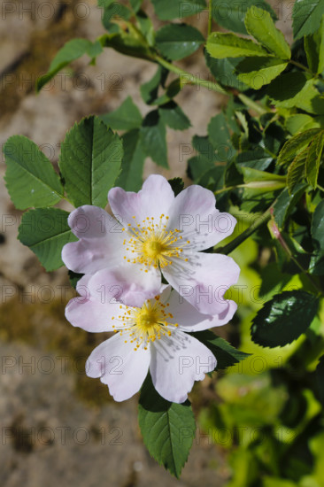 Dog rose (Rosa canina), dog rose, dog rose, heather rose, hag rose, blossoms, green leaves, garden, flowers, plants, spring bloomers, Reutlingen, Baden-Württemberg, Germany