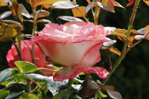 Rose (Rosa), cultivated rose, white and pink blossom, leaves, garden, flowers, plants, water drop, raindrop, Reutlingen, Baden-Württemberg, Germany