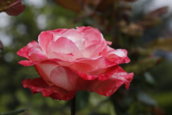 Rose (Rosa), cultivated rose, white and red blossom, leaves, garden, flowers, plants, water drop, raindrop, Reutlingen, Baden-Württemberg, Germany
