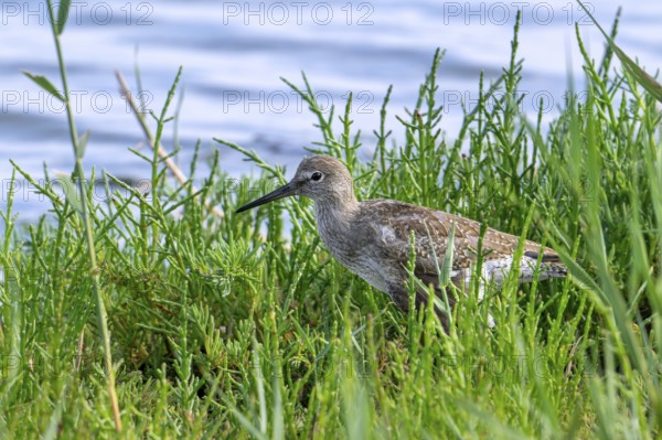 Injured common redshank (Tringa totanus) juvenile with broken wing hiding in glasswort vegetation in coastal saltmarsh, salt marsh in summer