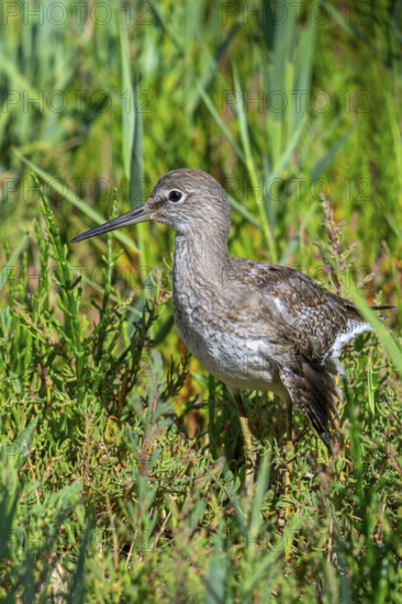 Injured common redshank (Tringa totanus) juvenile with broken wing hiding in glasswort vegetation in coastal saltmarsh, salt marsh in summer
