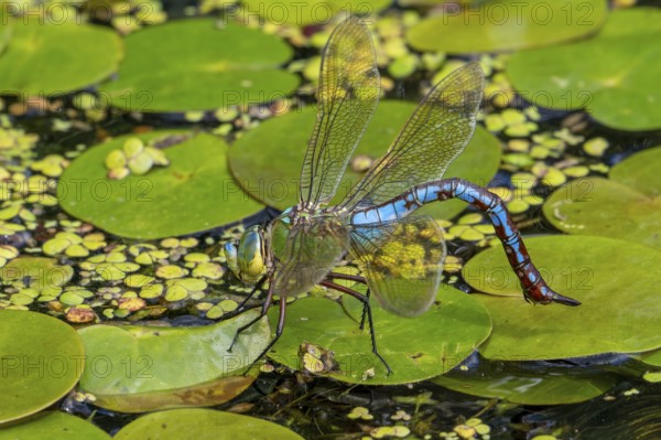 Emperor dragonfly, blue emperor (Anax imperator, Anax formosa) female with blue abdomen laying eggs in water of brook in summer