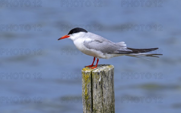 Common tern (Sterna hirundo) adult in breeding plumage perched on wooden pole along the North Sea coast in summer