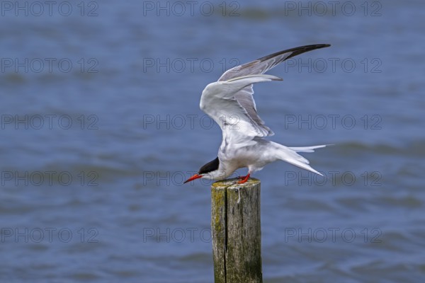 Common tern (Sterna hirundo) adult in breeding plumage perched on wooden pole and stretching wings along the North Sea coast in summer